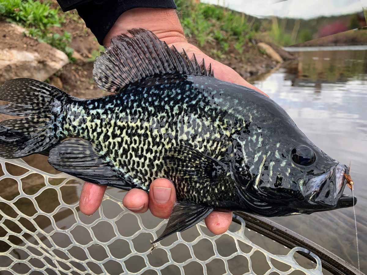 COLORADO FISH SPECIES Flyseekers