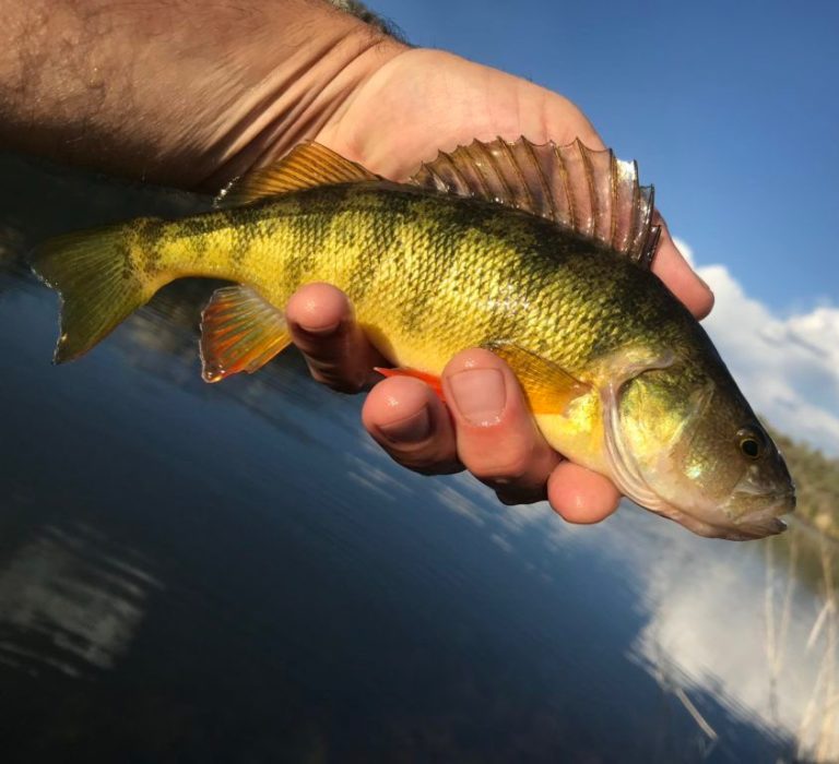COLORADO FISH SPECIES Flyseekers