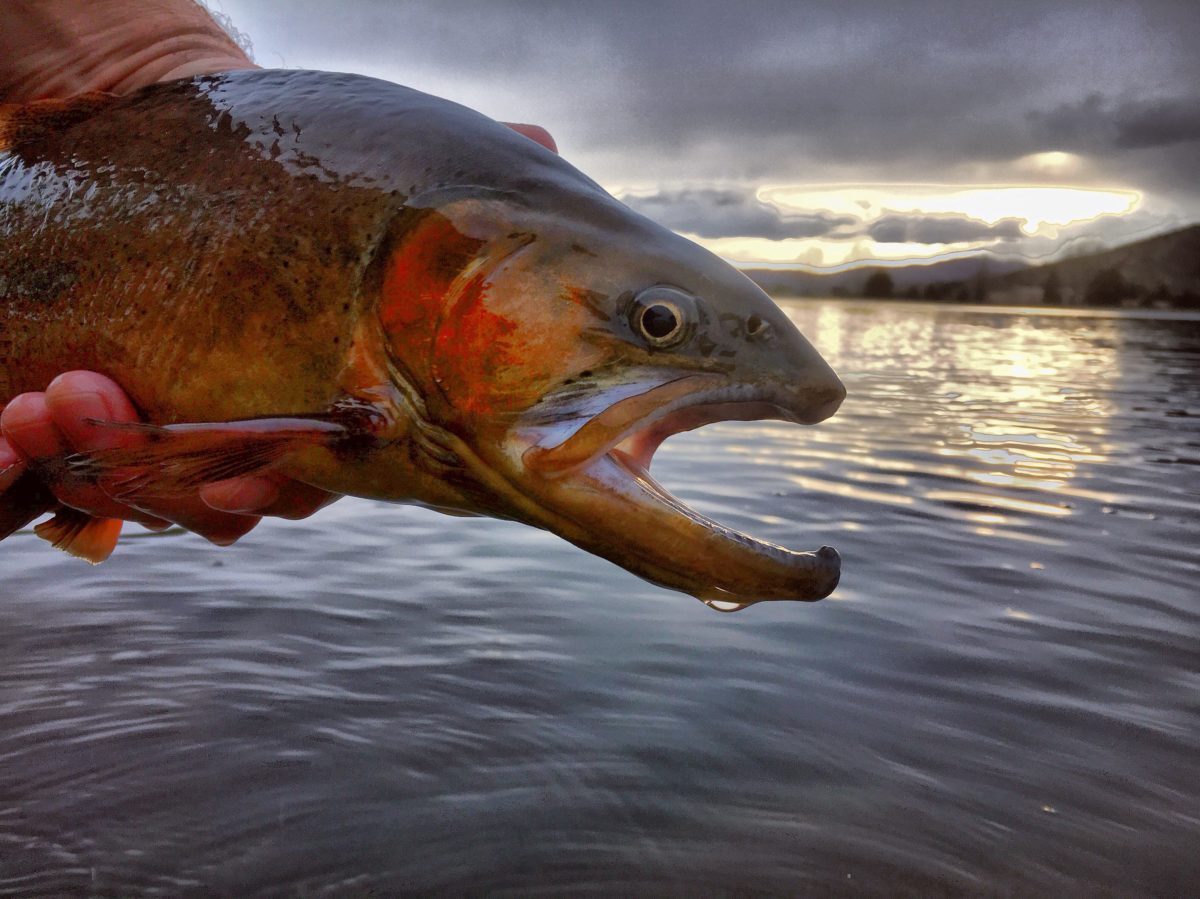 COLORADO FISH SPECIES – Flyseekers