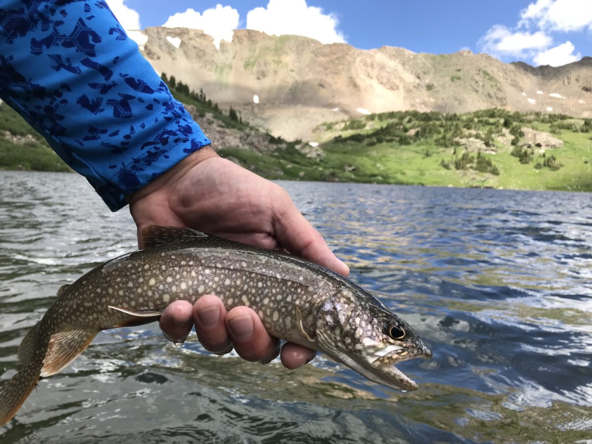COLORADO FISH SPECIES Flyseekers